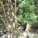 alones_nisi_agios_konstantinos